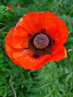 Decorative red poppy in full bloom. Large delicate paper-textured petals gracefully unfold photo