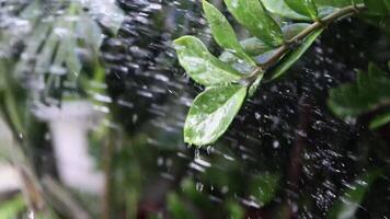 Drop water at leaf branch slow motion,Rain fall on leaf in nature slow video