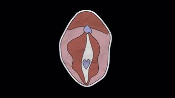 Vulva Illustration Sticker in Paper Style with Transparent Alpha video
