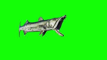 3d Illustration of A swift, silver barracuda glides through deep waters, eyes locked, ready to strike with deadly precision video