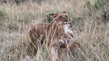 Lioness carrying her cub through high grass video