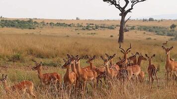 Impala herd standing still in the African savanna video