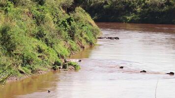 A big Wildebeest herd crossing Mara River during great migration video