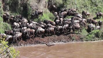 Many Wildebeest crossing Mara River during great migration video