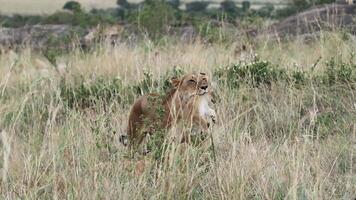 Lioness carrying her small cub through tall grass video