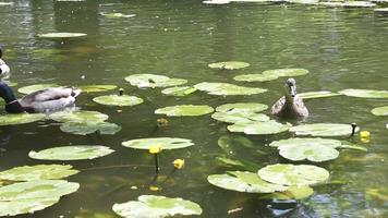 Pair of mallard ducks navigating through lily pads in green pond video