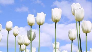Elegant white tulips swaying against blue sky with clouds video