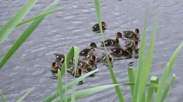 Mother duck guiding ducklings through reed-lined pond in natural setting video