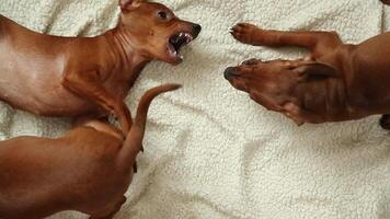 Two miniature brown dogs playfully interacting and biting on white blanket video