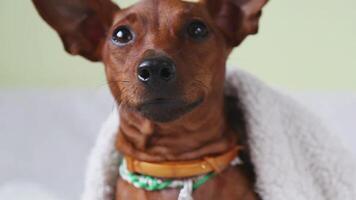 Miniature pinscher dog looking around with alert expression and perked ears video