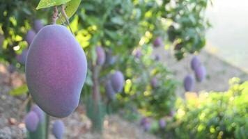 Mango hanging in a branch of a mango tree in a agricultural plantation video