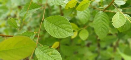 Lush Green Foliage Vibrant Leaf Texture Nature Background Botany Garden Plants photo
