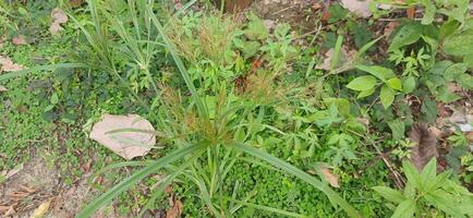 Lush Green Grass Plant Growing Near Tree Trunk in Natural Environment photo