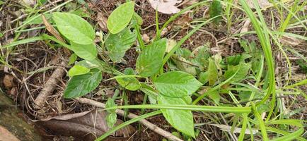 Lush Green Plant Sprouting in Tropical Rainforest Undergrowth Nature Photography photo