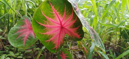 Vibrant Caladium leaf showcases striking pink and green foliage amidst lush tropical greenery photo