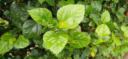 Lush Green Hibiscus Leaves Dew Drops Nature Plant Botany Background photo