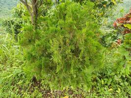 Lush Green Cypress Tree thriving in a vibrant tropical garden setting photo