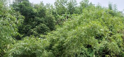 Lush Green Bamboo Forest Canopy Nature Scene Tranquil Greenery Plants Leaves Background photo