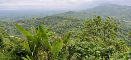 Lush Green Mountain Vista Panoramic View Tropical Rainforest Landscape Scenery photo