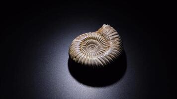 Ammonite, prehistoric fossil, with black background video