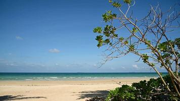 A beach with a tree and a blue sky time lapse . video