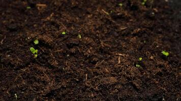 Time lapse of nature growth process as seeds germinate and sprout into small plants. video
