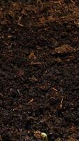 Vertical time lapse of nature growth process as seeds germinate and sprout into small plants. video