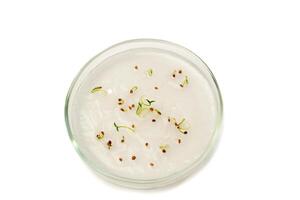 Tomato sprouts in a petri dish on a white background. growing tomatoes in a biological laboratory. Tomato seeds germinate in a moist environment for growing in agriculture photo