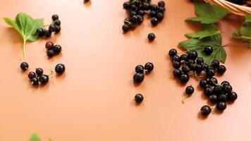 Black currants with green leaves video