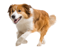 Energetic dog playing and running joyfully in a lively environment png