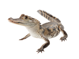 Young crocodile resting on a surface with bright details and textures png
