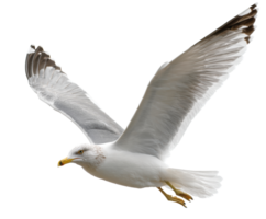 Seagull soaring through clear sky with spread wings during daylight png