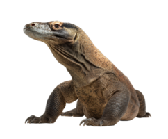 Komodo dragon portrait in natural pose for educational use png