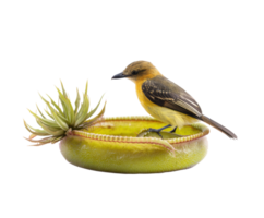Vibrant bird perched on a unique plant in a natural setting png