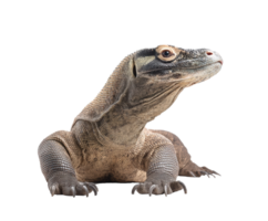 Graceful reptile with unique traits in natural light png