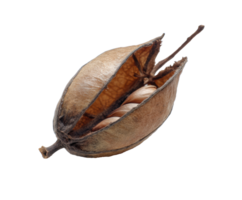 Unique dried seed pod with visible seeds in natural setting png