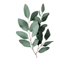 Elegant eucalyptus leaves for nature-inspired design projects png