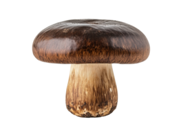Brown mushroom with a smooth cap for culinary use png