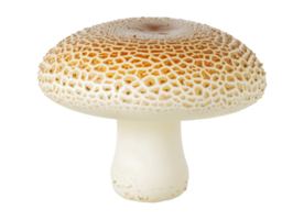 Mushroom with textured cap and stalk for culinary use png
