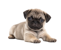 Cute pug puppy lying down and looking playfully at the camera png