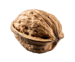 Natural walnut shell with unique textures and features png