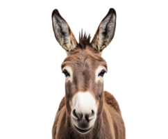 Donkey portrait in natural habitat showcasing friendly demeanor png