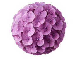 Hydrangea blooms arranged in a spherical bouquet for decoration png