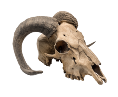 Unique ram skull with prominent horns for rustic decoration png
