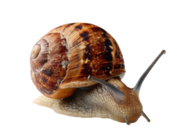 Garden snail crawling across a natural surface in a close up view png