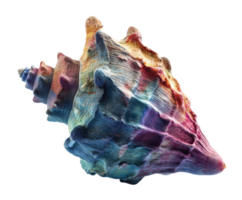 Colorful seashell on a bright background for decorative use png
