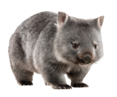 Wombat in a natural setting exploring its environment png