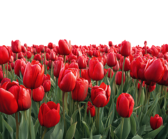 Vibrant red tulip field in full bloom during spring season png