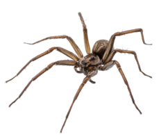 Brown spider crawling on a surface showing intricate leg details png