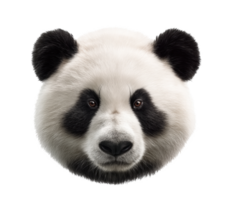 Panda face illustration showing cute animal features for design needs png